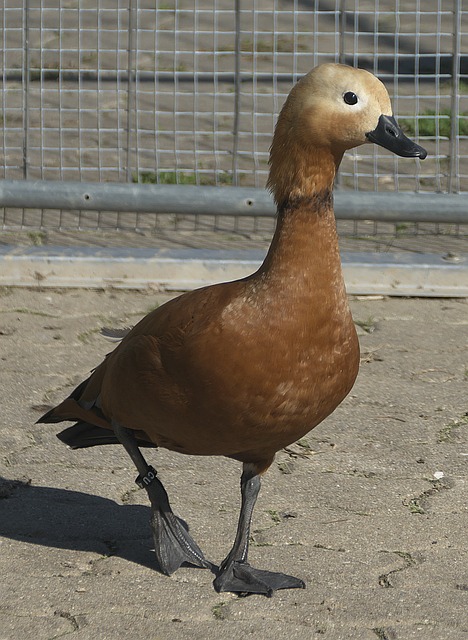 大呼過癮