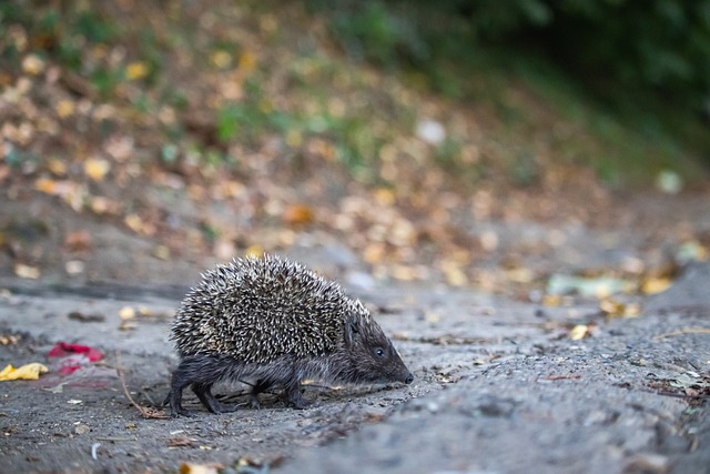 中国乒乓球 中国乒乓球