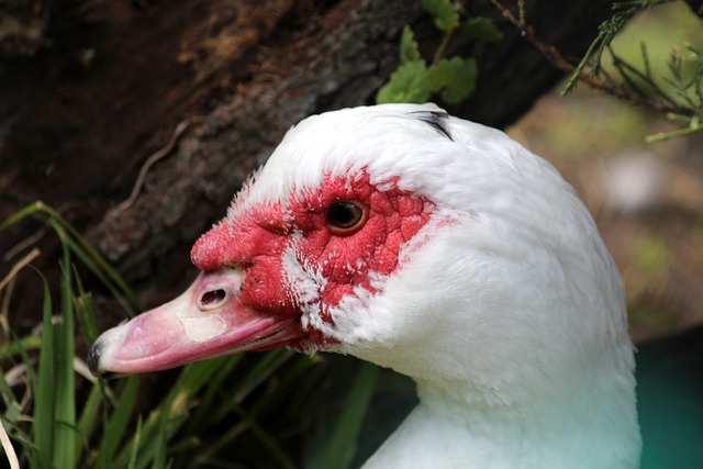 一个进球 一个进球